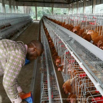 La alimentación automática más popular que bebe 120 capas de jaula de pollo